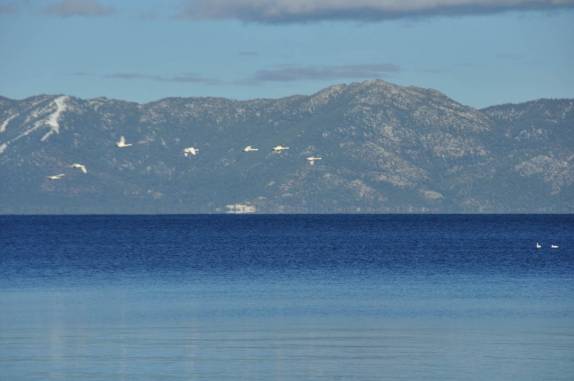Pássaros voam sobre o Lake Tahoe, na Califórnia, nos Estados Unidos